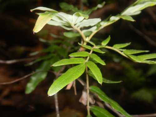 Eucryphia moorei (Eucryphia moorei)