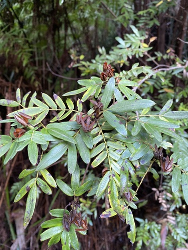 Eucryphia moorei (Eucryphia moorei)