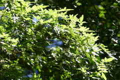 Eucryphia moorei (Eucryphia moorei)