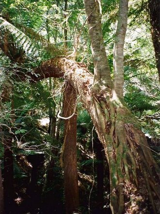 Eucryphia moorei: Eucryphia moorei & Soft Tree fern, (a hemiepiphyte) Monga National Park