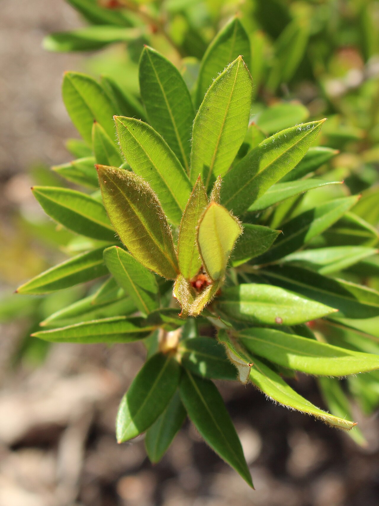 Eucryphia wilkiei: Eucryphia wilkiei, Royal Botanic Gardens Sydney