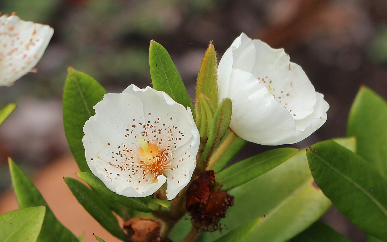 Eucryphia wilkiei: Eucryphia wilkiei flowers
