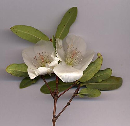 Eucryphia × intermedia: Image of Eucryphia × intermedia , an artificial hybrid of E. glutinosa × E. lucida