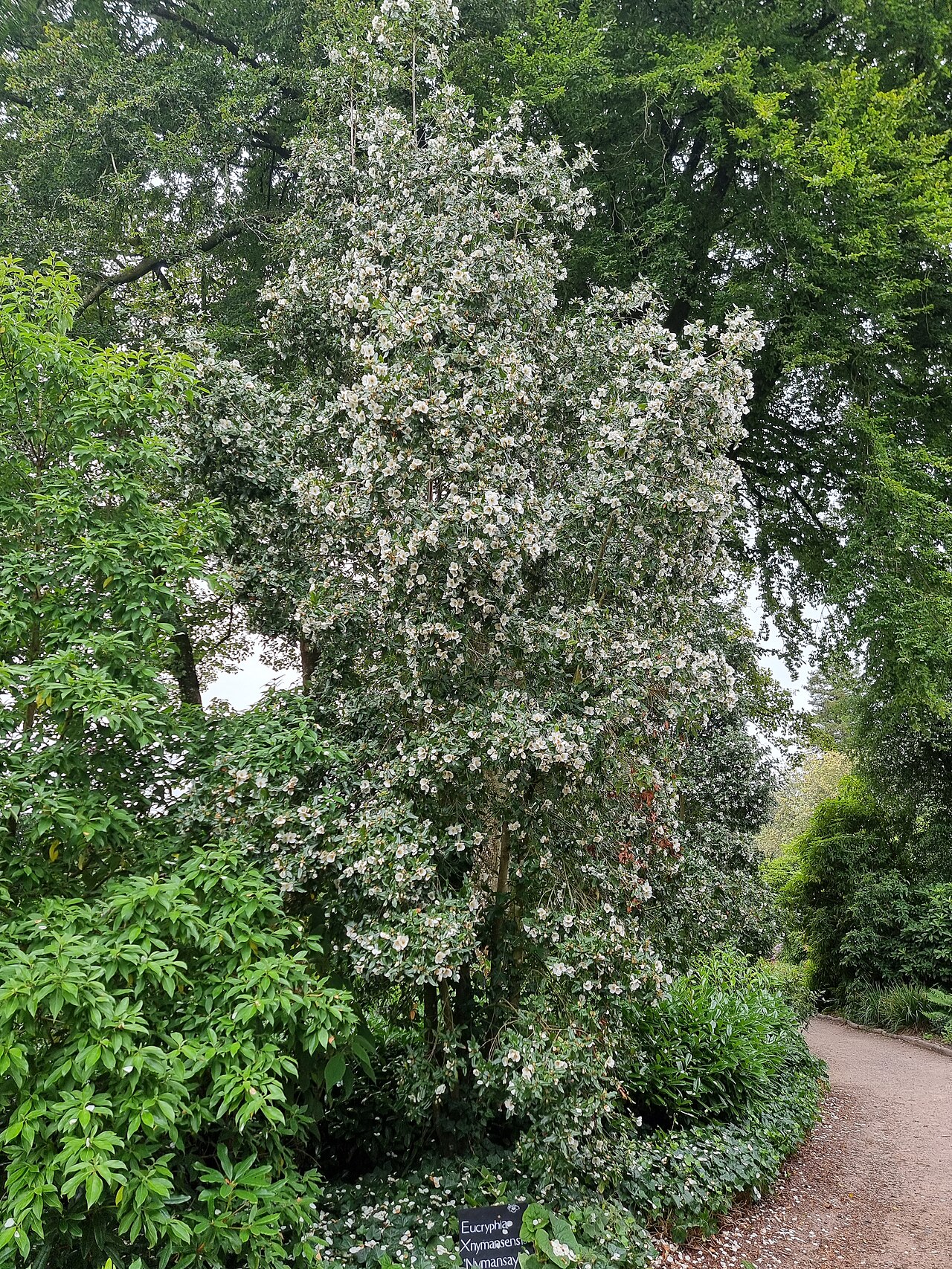 Eucryphia × nymansensis: One of several Eucryphia nymansensis trees at Stourhead Gardens, Stourton, Wiltshire, UK.