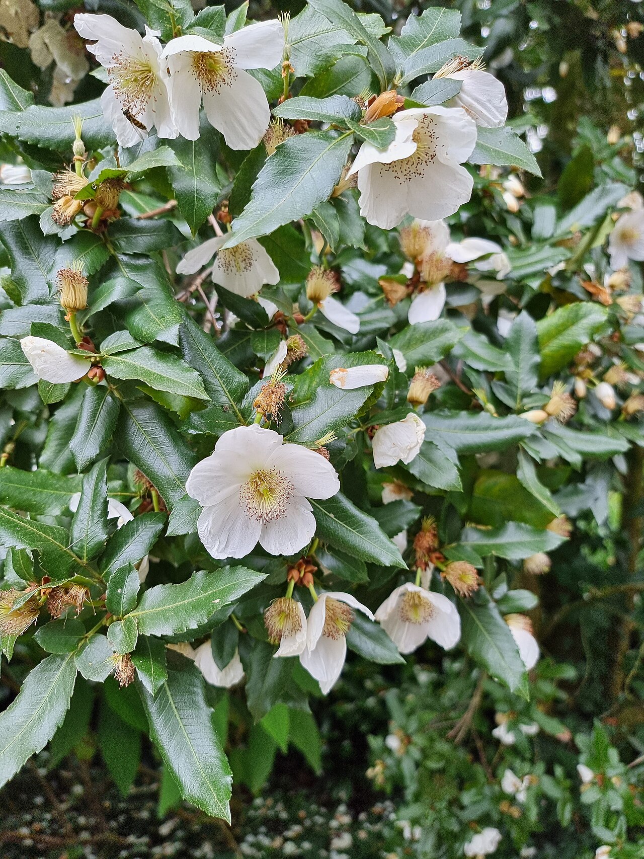 Eucryphia × nymansensis: One of several eucryphia nymansensis at Stourhead Gardens, Stourton, Wiltshire, UK.