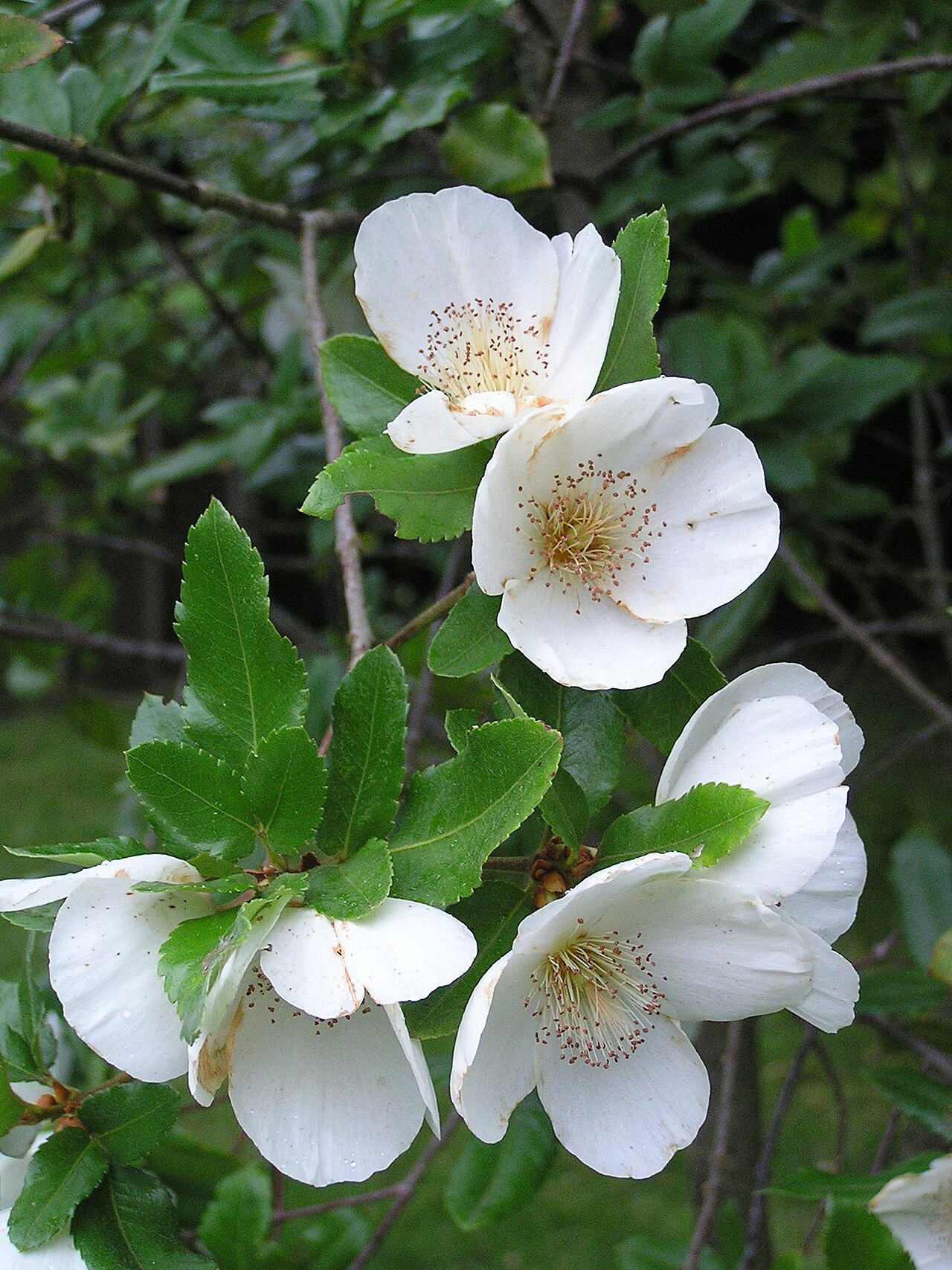 Eucryphia × nymansensis: Eucryphia × nymansensis Bausch 'Nymansay'