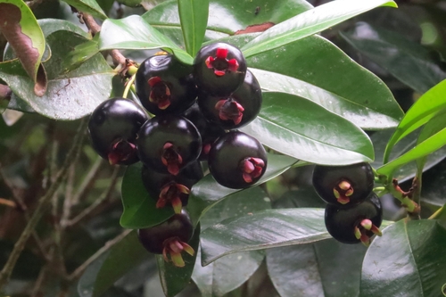 Grumichama (Eugenia brasiliensis)