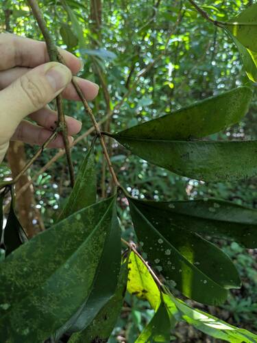 Grumichama (Eugenia brasiliensis)