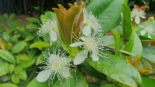 Grumichama (Eugenia brasiliensis)