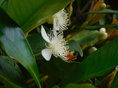 Grumichama (Eugenia brasiliensis)
