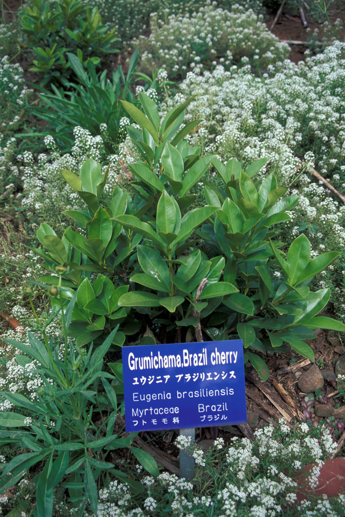 Grumichama: Eugenia brasiliensis (habit). Location: Maui, Enchanting Floral Gardens of Kula