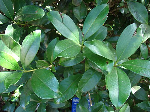 Grumichama: Eugenia brasiliensis (leaves). Location: Maui, Enchanting Floral Gardens of Kula