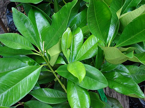 Grumichama: Eugenia brasiliensis (habit). Location: Maui, Kula Ace Hardware and Nursery