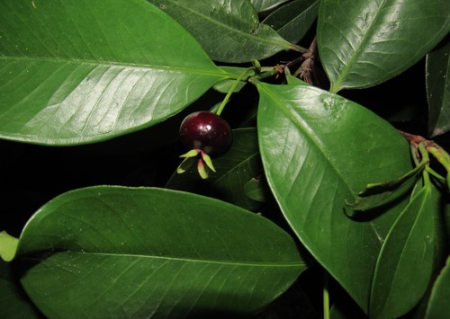 Grumichama (Eugenia brasiliensis)