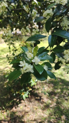 Grumichama (Eugenia brasiliensis)