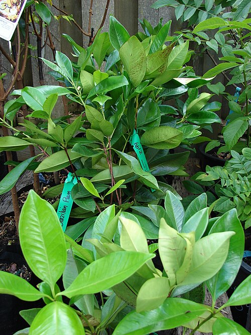 Grumichama: Eugenia brasiliensis (habit). Location: Maui, Kula Ace Hardware and Nursery
