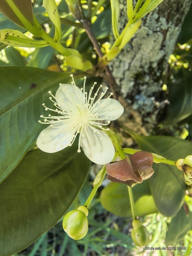 Grumichama (Eugenia brasiliensis)