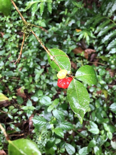 Surinam cherry (Eugenia uniflora)