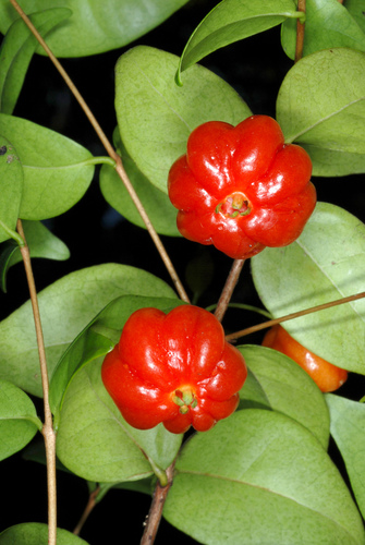 Surinam cherry (Eugenia uniflora)