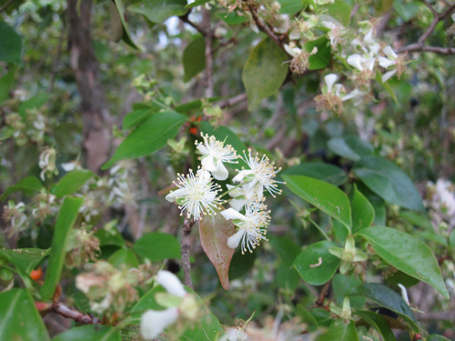 Surinam cherry (Eugenia uniflora)