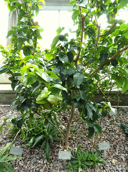 Surinam cherry: Botanical specimen in the University of Copenhagen Botanical Garden, Copenhagen, Denmark.