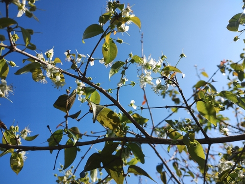 Surinam cherry (Eugenia uniflora)