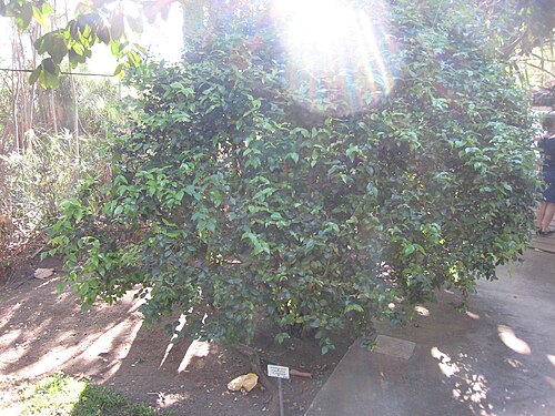 Surinam cherry: Eugenia uniflora au Jardin d'Éden de Saint-Paul , sur l'île de La Réunion .