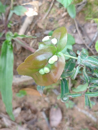 Surinam cherry (Eugenia uniflora)