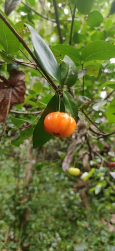 Surinam cherry (Eugenia uniflora)