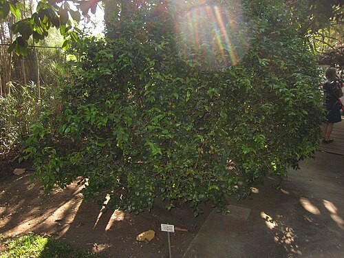 Surinam cherry: Eugenia uniflora au Jardin d'Éden de Saint-Paul , sur l'île de La Réunion .