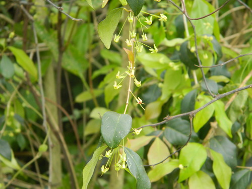 Surinam cherry (Eugenia uniflora)
