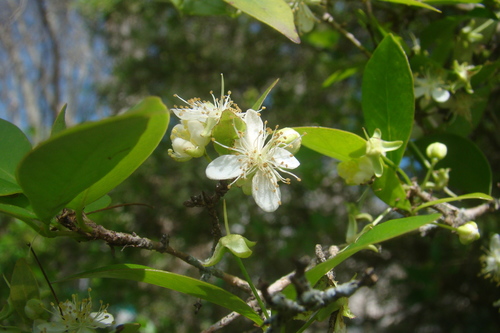 Surinam cherry (Eugenia uniflora)