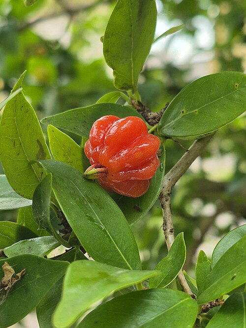 Surinam cherry: Pitanga (do tupi 'ybapytanga, fruto avermelhado) no pampa gaúcho, mais precisamente em Bagé-RS