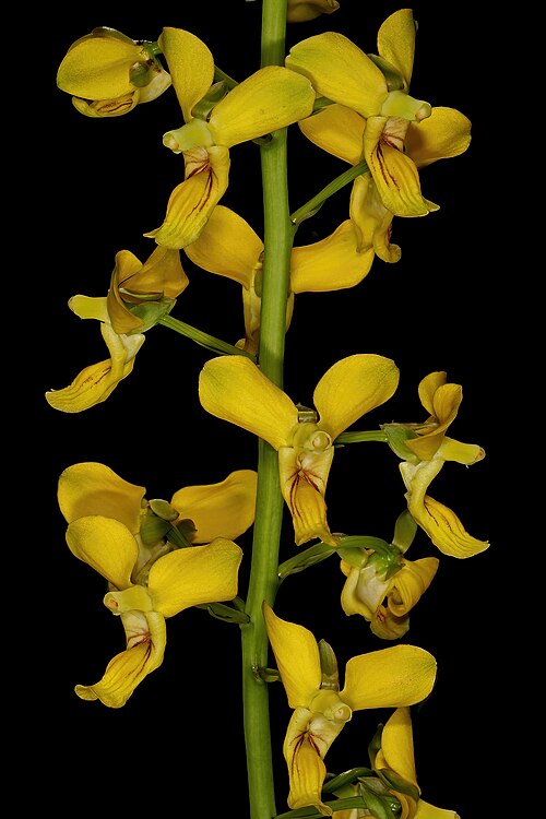 Eulophia speciosa: Eulophia speciosa , flowers; in shade of tree, bushveld near Noordkaap, Barberton, Mpumalanga, South Africa