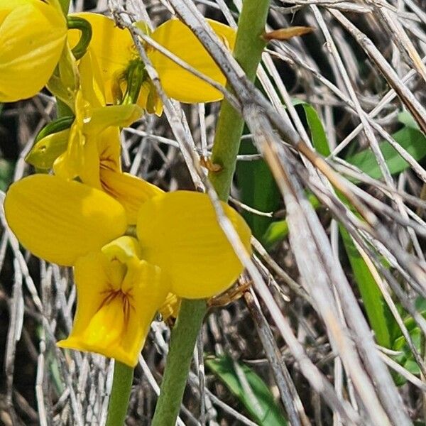 Eulophia speciosa (Eulophia speciosa)