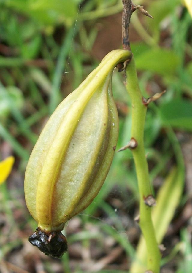 Eulophia speciosa: Eulophia speciosa pod from Amanzimtoti , South Africa.