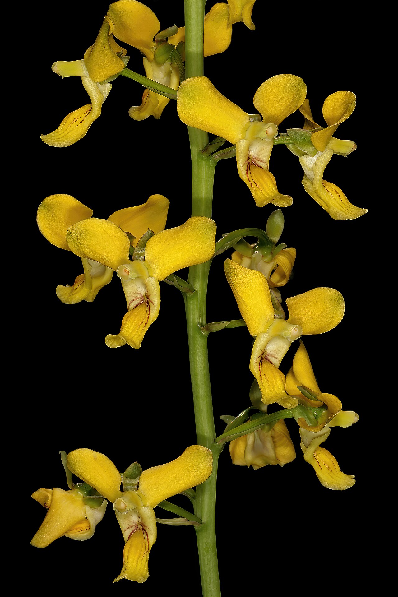 Eulophia speciosa: Eulophia speciosa , flowers; in shade of tree, bushveld near Noordkaap, Barberton, Mpumalanga, South Africa
