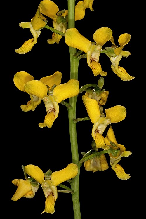 Eulophia speciosa: Eulophia speciosa , flowers; in shade of tree, bushveld near Noordkaap, Barberton, Mpumalanga, South Africa