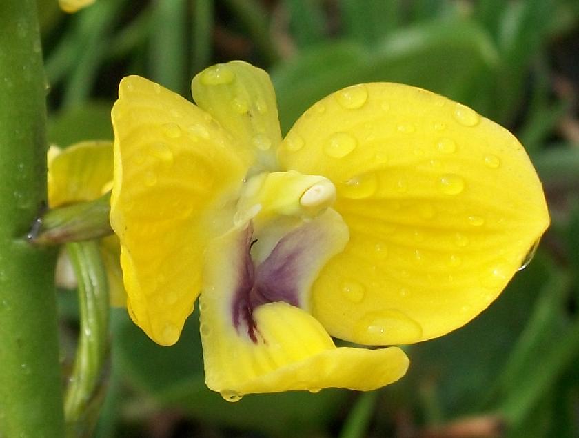 Eulophia speciosa: Eulophia speciosa flower from Amanzimtoti , South Africa.