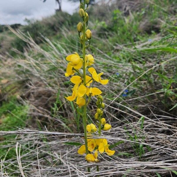Eulophia speciosa (Eulophia speciosa)
