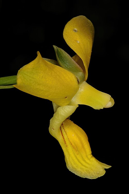 Eulophia speciosa: Eulophia speciosa , flower (side view); in shade of tree, bushveld near Noordkaap, Barberton, Mpumalanga, South Africa