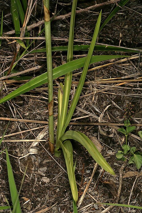 Eulophia speciosa: Eulophia speciosa , plant showing leaves and basal portion of inflorescence stalk; in shade of tree, bushveld near Noordkaap, Barberton, Mpumalanga, South Afric
