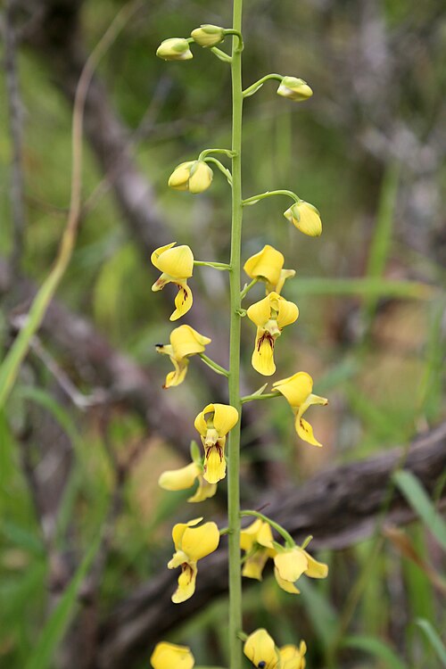 Eulophia speciosa: South Africa, KwaZulu-Natal, Pongola, Magudu, Belvedere Game Ranch