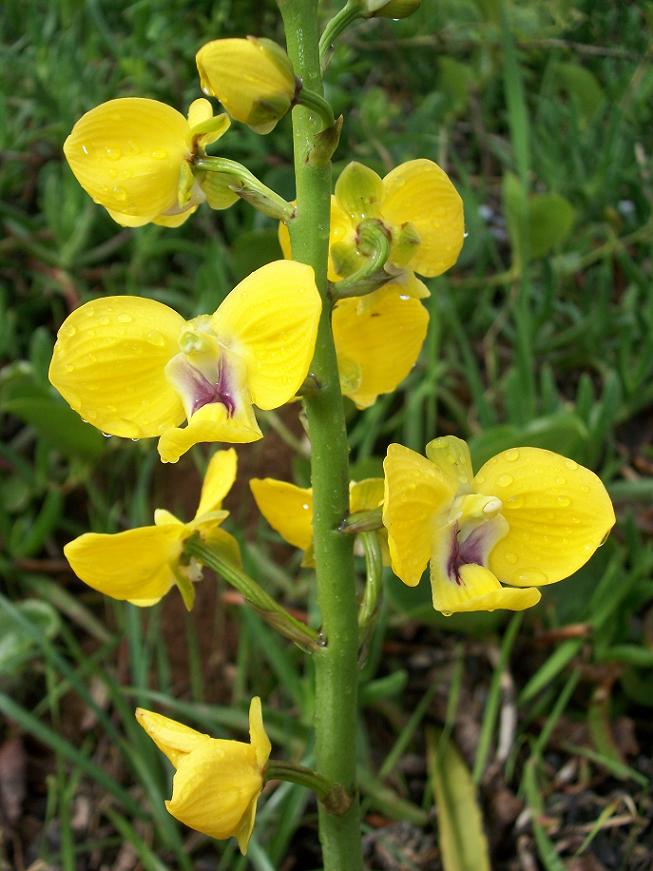 Eulophia speciosa: Eulophia speciosa from Amanzimtoti , South Africa.