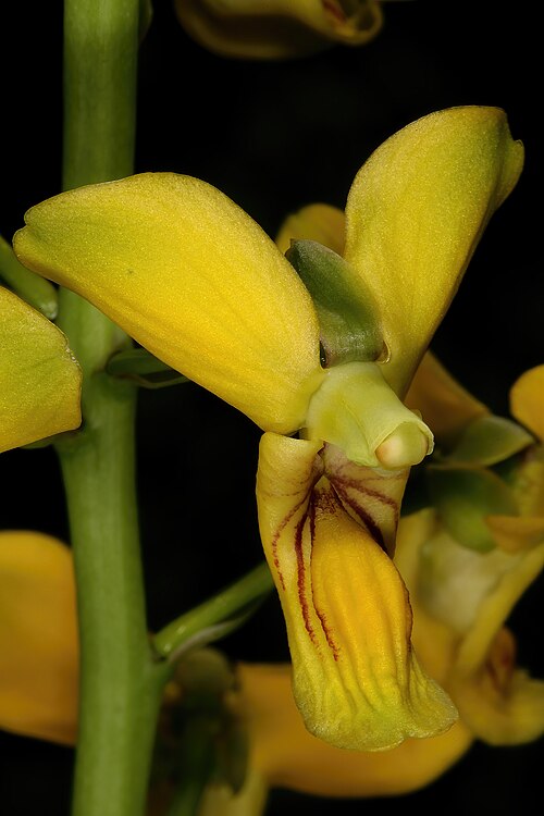 Eulophia speciosa: Eulophia speciosa , flower; in shade of tree, bushveld near Noordkaap, Barberton, Mpumalanga, South Africa