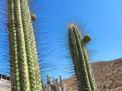 Eulychnia acida: Eulychnia breviflora (copao) with fruits in the Coquimbo region