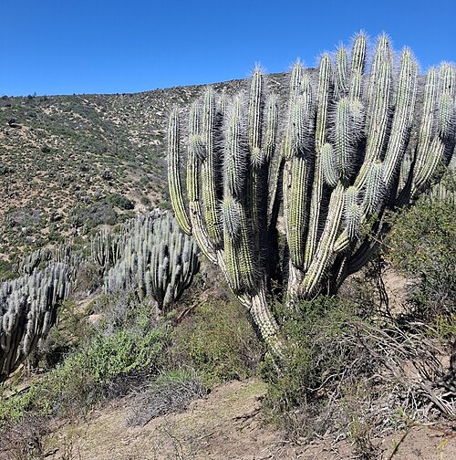 Eulychnia acida: Eulychnia acida in Chile