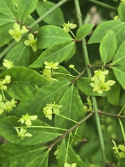 Burningbush (Euonymus alatus)