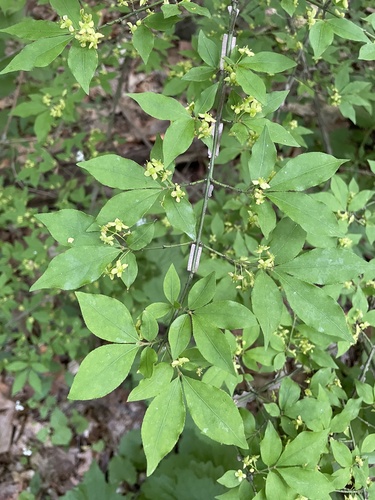 Burningbush (Euonymus alatus)