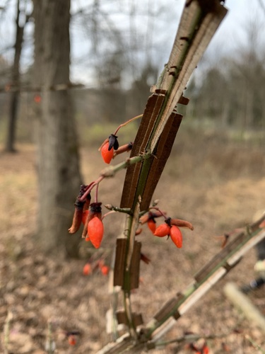 Burningbush (Euonymus alatus)
